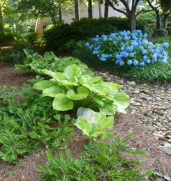 Path lined by blue flowers and low-growing leafy plants